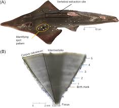 Image result for Rhynchobatus australiae