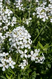 Attēlu rezultāti vaicājumam “Hesperis matronalis”