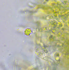 Attēlu rezultāti vaicājumam “Clavulinopsis helvola”