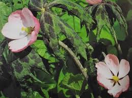 Attēlu rezultāti vaicājumam “Podophyllum hexandrum fruit”