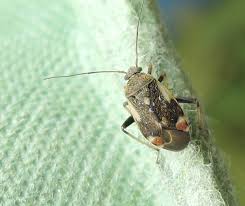 Attēlu rezultāti vaicājumam “Polymerus palustris”