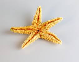 Image result for Asterias rubens