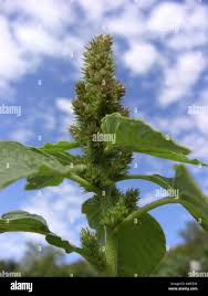 Attēlu rezultāti vaicājumam “Amaranthus retroflexus”