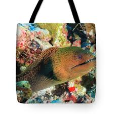 Image result for Gymnothorax funebris