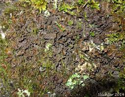 Attēlu rezultāti vaicājumam “Peltigera”