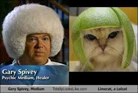 Image result for limecat