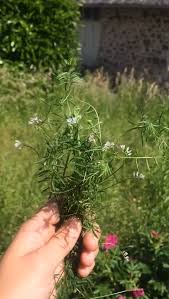 Attēlu rezultāti vaicājumam “Vicia hirsuta flower”