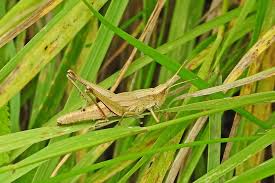 Attēlu rezultāti vaicājumam “Chrysochraon dispar”