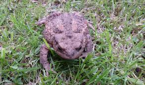 Attēlu rezultāti vaicājumam “Bufo bufo”