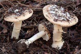 Attēlu rezultāti vaicājumam “Amanita pantherina”