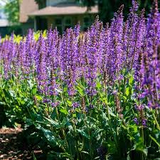 Image result for Salvia nemorosa