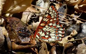 Attēlu rezultāti vaicājumam “Clossiana euphrosyne upperside”