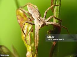 Attēlu rezultāti vaicājumam “Pisaura mirabilis”