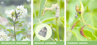 Attēlu rezultāti vaicājumam “Vincetoxicum hirundinaria fruit”