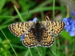 Attēlu rezultāti vaicājumam “Melitaea cinxia underside”