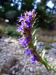 Image result for Ysop