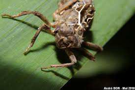 Attēlu rezultāti vaicājumam “Libellula fulva male”