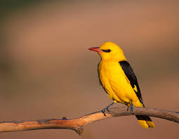 Attēlu rezultāti vaicājumam “Oriolus oriolus male”