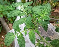 Attēlu rezultāti vaicājumam “Lycopersicon esculentum leaf”