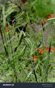 Attēlu rezultāti vaicājumam “Bromus secalinus”