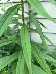 Attēlu rezultāti vaicājumam “Solidago canadensis leaf”