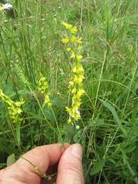 Attēlu rezultāti vaicājumam “Melilotus officinalis”