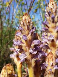Attēlu rezultāti vaicājumam “Orobanche coerulescens flower”