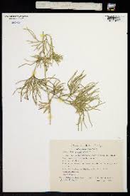 Attēlu rezultāti vaicājumam “Diphasium complanatum”