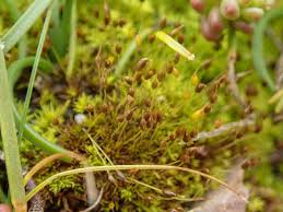 Attēlu rezultāti vaicājumam “Weissia brachycarpa”