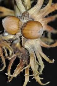 Attēlu rezultāti vaicājumam “Corylus colurna”