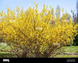 Attēlu rezultāti vaicājumam “Forsythia suspensa flower”