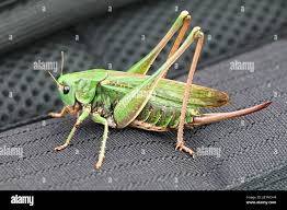 Attēlu rezultāti vaicājumam “Decticus verrucivorus”