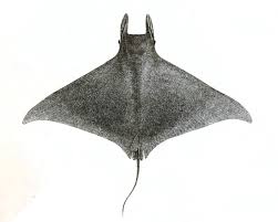 Image result for Mobula hypostoma