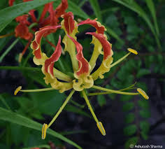 Attēlu rezultāti vaicājumam “Colchicaceae”