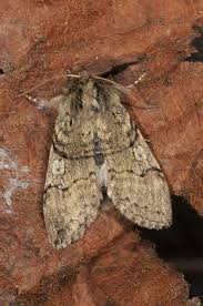 Attēlu rezultāti vaicājumam “Achlya flavicornis”