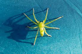 Attēlu rezultāti vaicājumam “Micrommata virescens”