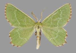 Attēlu rezultāti vaicājumam “Thalera fimbrialis”