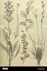 Attēlu rezultāti vaicājumam “Pedicularis sceptrum-carolinum leaf”