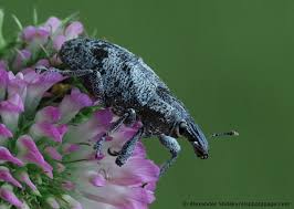 Attēlu rezultāti vaicājumam “Cleonis pigra”