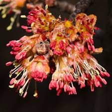 Attēlu rezultāti vaicājumam “Acer saccharinum flower”