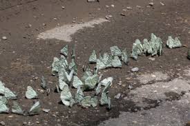 Attēlu rezultāti vaicājumam “Aporia crataegi upperside”