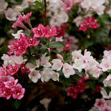 Attēlu rezultāti vaicājumam “Weigela praecox”