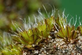 Attēlu rezultāti vaicājumam “Pottiales”