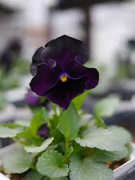 「ロラン・シュヴァリエ」の画像検索結果