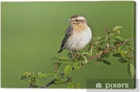 Attēlu rezultāti vaicājumam “Saxicola rubetra”