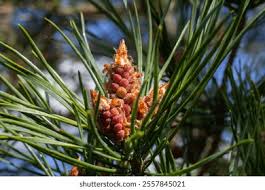 Attēlu rezultāti vaicājumam “Pinus sylvestris male flower”