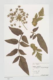 Attēlu rezultāti vaicājumam “Angelica sylvestris leaf”