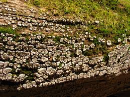 Attēlu rezultāti vaicājumam “Xylobolus frustulatus”