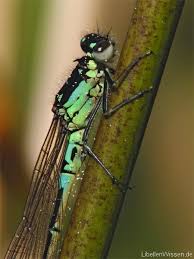 Attēlu rezultāti vaicājumam “Coenagrion armatum male”