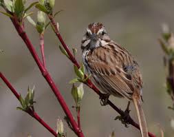 Image result for Melospiza melodia